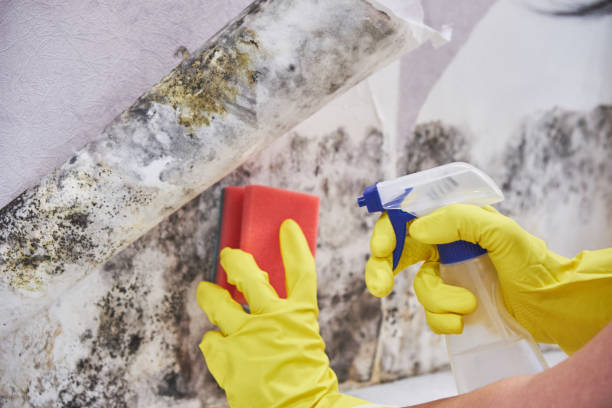 Best Water Damage & Mold Remediation  in Sheridan, CA